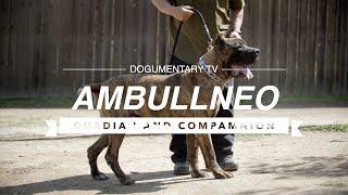 Inside the Ambullneo Mastiff - A Guide to the Ultimate Guard Dog