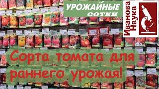 Лучшие сорта томата для "ленивых", которые не поздно посеять! Без фитофторы и с урожаем.