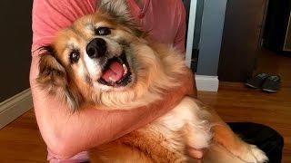 A heartwarming story, grab the tissues - Stray Rescue of St.Louis