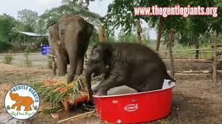 Climbing Elephants?! - Gentle Giants Stay Home Project