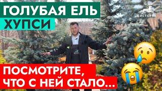 ГОЛУБАЯ ЕЛЬ ХУПСИ | НЕ БРОСАЙТЕ ЕЛЬ НА УЧАСТКЕ