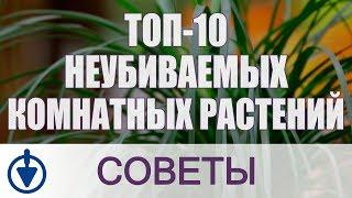 Комнатные растения: ТОП-10 неубиваемых цветов для дома