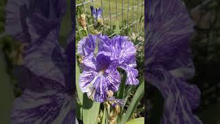 Batik Iris (Iris × germanica)