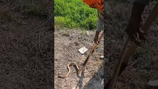 Yellow Snake catching by the Jogi#snake#wildlife#wildanimals#shorts