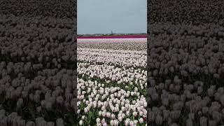 Tulip Garden Netherlands