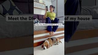 The DRAMA QUEEN of my house #funny #pet #talkingdog #laugh #cute
