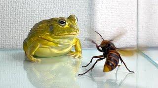 A cute frog eating a giant hornet