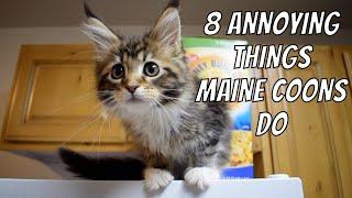 8 Annoying Things Maine Coons Do