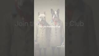 Frenchie French Bulldog Art Project, Avatars, Wallpaper, Home Deco Digital Art