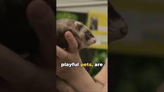 30 Seconds of Furry Facts: Honey Badgers, Gophers, and Ferrets #facts #learnwithai #ai #nature #cool