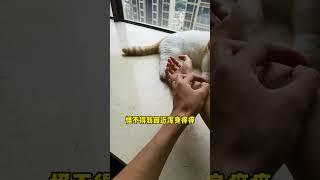 养猫有时候浑身痒怎么办？