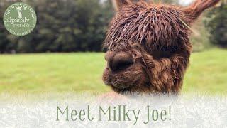 Meet Milky Joe our littlest alpaca! From Alpacaly Ever After