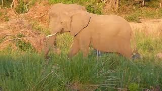 Elephants by the stream - Sabi Sands - Kruger South Africa