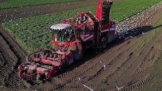 Suikerbieten rooien | Sugarbeet harvest | Zuckerrüben ernten | Grimme ReXor 620 | Fendt | Veenhuis