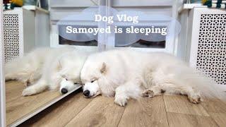 Dog Vlog | Samoyed is sleeping ️ Relaxing | Самоедская собака