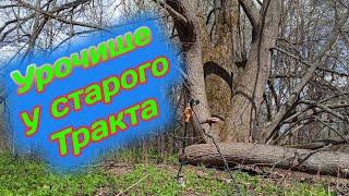 Коп в Урочище у старого Тракта, в поисках золота и раритетов, с металлоискателем Minelab x terra