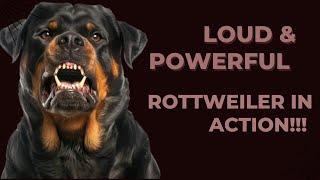 Aggression in Rottweilers | 2 minutes video of one of the world most aggressive dogs