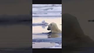 Facts about polar bears ‍️