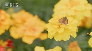 The Planet Friendly Garden at RHS Hampton Court | Royal Horticultural Society