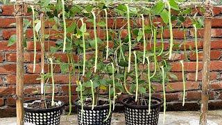 Growing Long Beans from Seeds at Home / Easy for Beginners