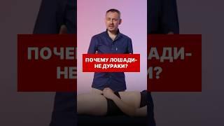 Почему лошади - не дураки?  #массажтела #лимфодренаж #массажер#целлюлит  #антицеллюлитныймассаж
