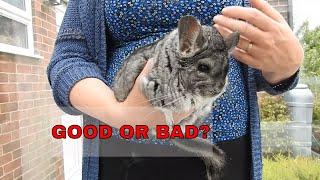 Good & bad chinchilla breeders