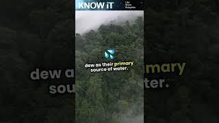 10 Mesmerizing Facts About Dew | KNOW iT