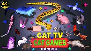 CAT GAMES OFFICIAL | BEST CAT GAMES ULTIMATE Bugs, Mouse, Snake, Birds & Lizard COMPILATION 