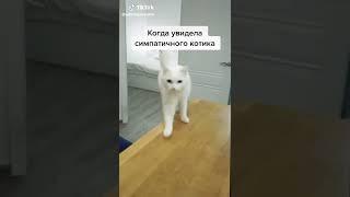 sofiadelmonstro | Animals Pets TikTok |