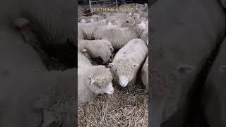 Подготовка к отправке элитных овец в Россию из Ирландии! #животноводство