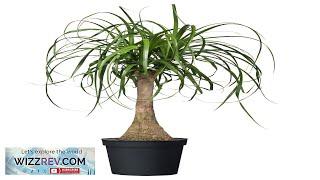 BEAUCARNEA RECURVATA IKEA Potted plant Elephant's foot Review