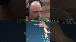 Giant Squid Discovery: Gulf of Mexico Deep Sea Mystery #jre #jreclips #wildlife #nature #ocean#viral