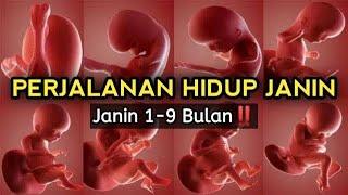 Kehamilan: Perjalanan Lengkap 1-9 Bulan | Perkembangan Janin dari Bulan ke Bulan