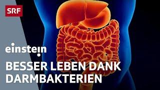 Mikrobiom – wie die Bakterien im Darm über unsere Gesundheit entscheiden | Einstein | SRF Wissen