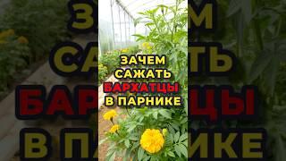Природный фунгицид и инсектицид
