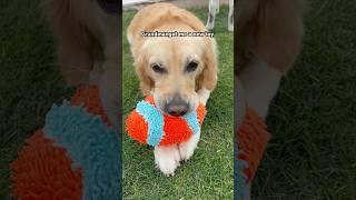  A new toy gone in a minute!!! #goldenretriever #husky #shorts #funny #dog #doglife #viralvideo