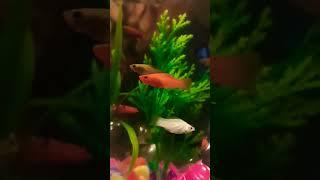 #beautiful #clips #fish #clam #aquarium #molly #trending #closeup #viral #no1 #shorts #youtubeshorts