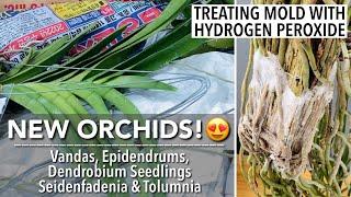 NEW ORCHIDS UNBOXING from Ms Angel L. & Golden Bloom Orchids | Treating Mold with Hydrogen Peroxide