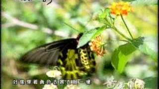 深情踏察-黃裳鳳蝶