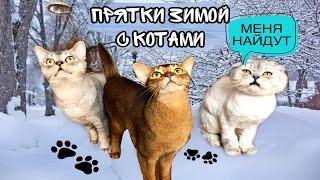 ЭКСТРЕМАЛЬНЫЕ прятки НА УЛИЦЕ с котами и собакой! С котом вход разрешён!