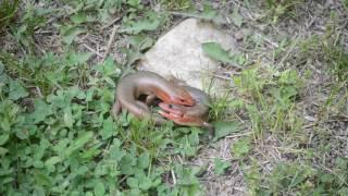 Broad-headed Skink Male Combat