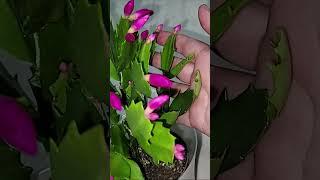 ВНЕСИ под ДЕКАБРИСТ и даже самый хилый куст пышно ЗАЦВЕТЕТ #plants