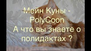 Мейн Кун полидакты ! А вы знаете кто это ? Maine Coon Polydactyl PolyCoon #Mainecoon