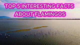 Top 5 Interesting Facts About Flamingos  #flamingo #flamingolove #flamingobeach #flamingofacts