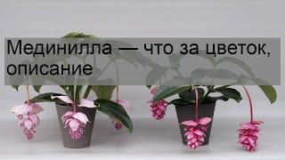 Мединилла — что за цветок, описание