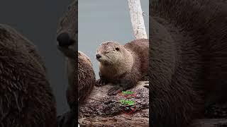 An Adorable OTTER That Just Can't KEEP Its EYES Open! 
