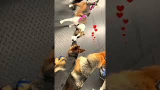 German Shepherd Puppies Meet Australian Shepherd! Sam & Zelda's Odyssey #shorts #germanshepherd