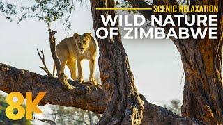 Wild Nature of Zimbabwe - Hwange National Park and it's Inhabitants - African Wildlife in 8K