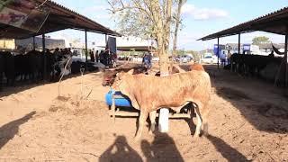 Durante a Expo Bacia Leiteira 2021, um gado diferente chamou atenção dos visitantes