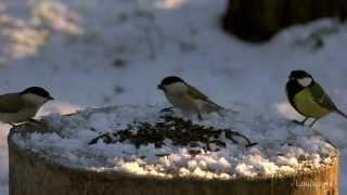 Video for cat Birds Parus major Woodpecker 1 hour video Full HD